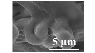 5微米雷射植體表面